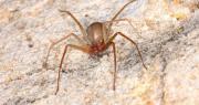 Niña de 4 años queda en terapia intensiva tras ser picada por una araña de rincón