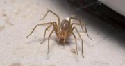 La araña de rincón, estas son sus características y los síntomas que provoca su picadura