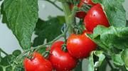 Cómo cultivar una planta de tomates en maceta para obtener frutos deliciosos
