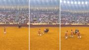 Un joven torero murió en Portugal tras ser embestido por un toro de casi 700 kilos