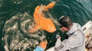 Encuentran un tiburón naranja en Costa Rica: a qué se debe su color