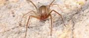 Niña de 4 años queda en terapia intensiva tras ser picada por una araña de rincón
