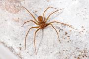Niña de 4 años en terapia intensiva tras picadura de araña de rincón en Cochabamba