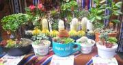 Injertos de cactus y bonsái serán la novedad en la feria de la Asociación Los Claveles