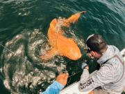 Un extraño tiburón naranja apareció en el Caribe: Era demasiado poderoso