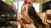 Universidades de EEUU permiten mascotas en los dormitorios de estudiantes para dar apoyo emocional