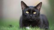 Qué significa ser supersticioso, según la psicología