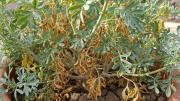 No es por malos cuidados: qué significa que la planta de ruda tenga sus hojas secas