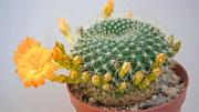 Asuntos de plantas: la pequeña especie de interior perfecta para colocar en las esquinas de casa