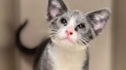 Gato rescatado con extraña mutación impacta a personal de un refugio en EEUU, fue encontrado en la calle