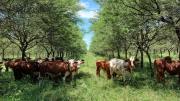 Reglamentaron el Ordenamiento Territorial de Bosques Nativos