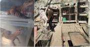 Marihuana, 137 aves, reptiles y un arma: lo que encontró la Policía en Caucete y 25 de Mayo