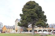 Día del Árbol: los guardianes en Bariloche invitan a una caminata por los ejemplares históricos que quieren preservar