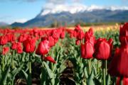 El Valle de los Tulipanes se prepara para otra primavera soñada en Trevelin, y se suma un nuevo campo