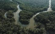 Todo sobre la selva del Amazonas: dónde se encuentra, su diversidad y por qué está en peligro