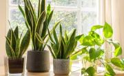 Un enemigo silencioso: la planta que seguro tenés en casa y atrae una peligrosa plaga