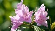 Cómo cuidar una planta de azalea para que crezca en maceta y se transforme en una cascada de flores