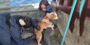 Sucre inicia su campaña para vacunar a más de 110 mil mascotas contra la rabia