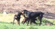 Un perro con rabia mordió a ocho niños en Tiquipaya, municipio que tiene tres casos confirmados