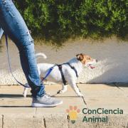 Se presenta en Tarija el proyecto “ConCiencia Animal” para educar sobre la tenencia responsable de mascotas