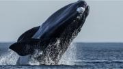 Cuánto sale viajar a Puerto Madryn para ver la temporada récord de ballenas