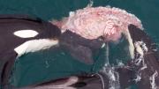 Por primera vez registraron el ataque de orcas a una ballena franca austral