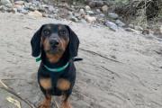 Multa enorme al dueño de unos perros salchichas: la explicación que dio el municipio de Chos Malal