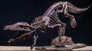 Un equipo del Conicet halló restos de un cocodrilo que convivió con los últimos dinosaurios en la Patagonia