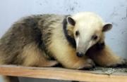 Rescataron un oso melero en Santa Ana