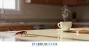 Este cítrico aleja a las cucarachas de tu casa en los días cálidos