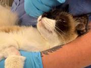 Coco, el gato que recibió un disparo en un tiroteo y ahora lucha por volver a caminar