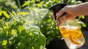 Cáscaras de fruta: cuáles son las que actúan como un escudo y protegen a las plantas de hormigas y pulgones