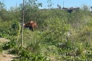 Un niño de 11 años fue pateado por un caballo y ahora pelea por su vida
