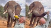 VIRAL: Indignación por turista que le dio cerveza a un elefante, todo quedó grabado
