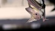Enfermedades transmitidas por animales avanzan en Argentina y alertan por el impacto del cambio climático