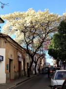 Lapacho blanco, el espectro de luz que florece en invierno