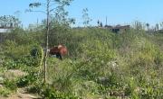 Un nene está grave tras ser pateado por un caballo