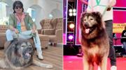 Es el único PERRO de su raza, el MÁS CARO DEL MUNDO y lo compraron por 5,3 millones de euros: la historia de Cadabomb Okami
