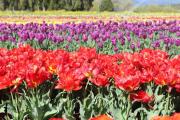 A partir de cuándo se pueden ver los tulipanes en Trevelin, un campo soñado de la Patagonia