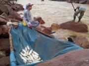 Pescadores y técnicos acuerdan levantar veda con nuevo sistema de fiscalización