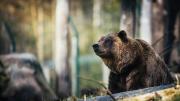 Horror en Apopka: un oso negro ataca a un residente de Florida en su jardín
