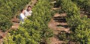Los productores podrán seguir usando glifosato en Misiones