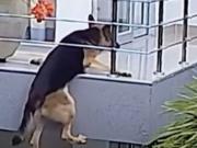 Un perro quedó colgando del balcón y la desesperante escena se viralizó en redes