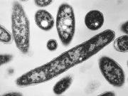 Récord de infecciones por bacterias carnívoras en Estados Unidos: ya hay 6 muertos y 34 infectados