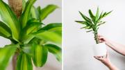 6 cuidados claves del Palo de Brasil, la planta decorativa que llenará de color tu casa