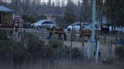 Chubut: a la Policía Montada se le escaparon dos caballos y murieron atropellados en una ruta