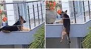 VIDEO ANGUSTIANTE: Pastor alemán estuvo a punto de caer al vacío desde el balcón de una casa, así logró salvarse