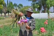 Producción de la cebolla en Tarija se redujo en un 50% por el alto costo de insumos