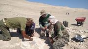 Perú: hallan una “misteriosa ave” de 20 millones de años de antigüedad