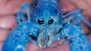 VIDEO: Las langostas azules de EEUU, un hallazgo que tiene fascinados a los biólogos marinos